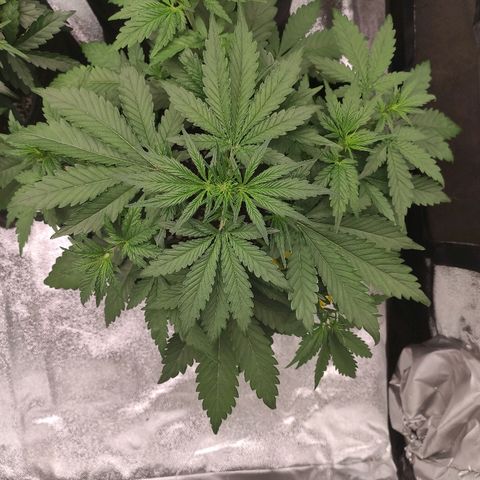 1 growlog timeline photo