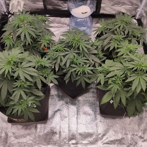 1 growlog timeline photo