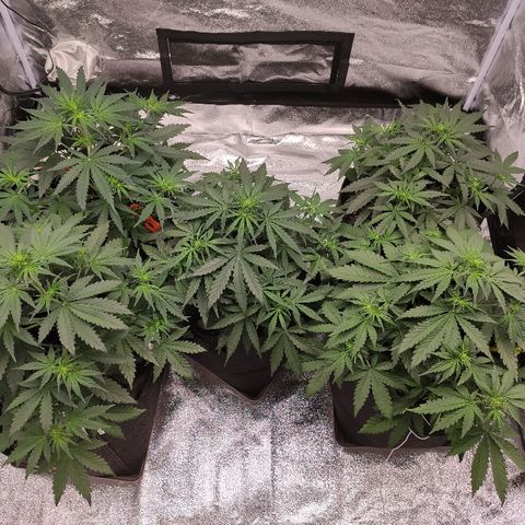 1 growlog timeline photo