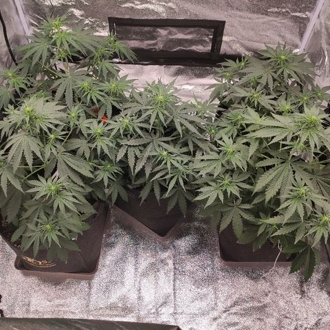 1 growlog timeline photo