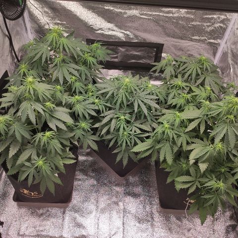 1 growlog timeline photo