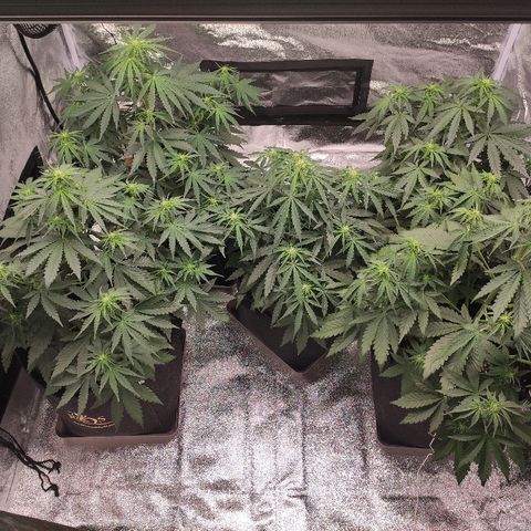 1 growlog timeline photo