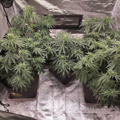 1 growlog timeline photo
