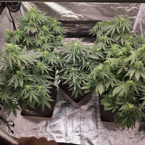 1 growlog timeline photo