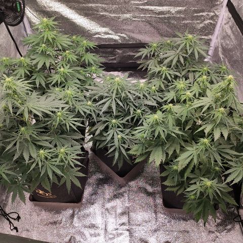 1 growlog timeline photo