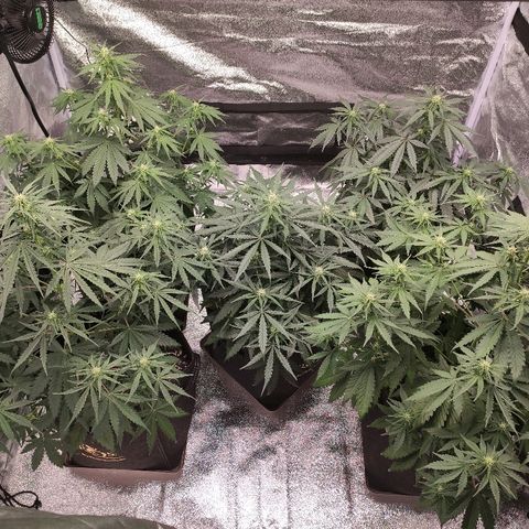 1 growlog timeline photo