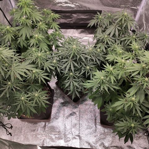 1 growlog timeline photo