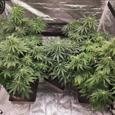 1 growlog timeline photo