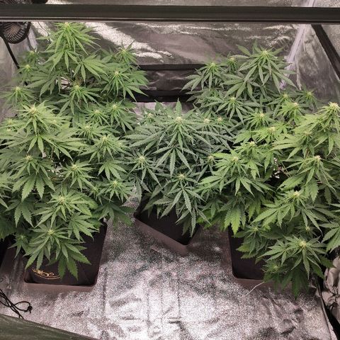 1 growlog timeline photo