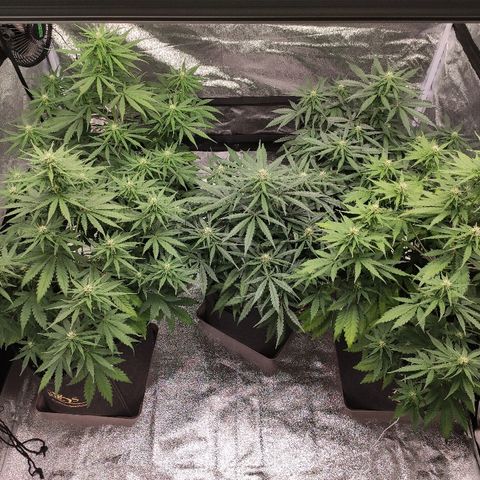 1 growlog timeline photo