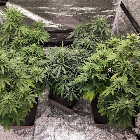 1 growlog timeline photo