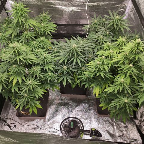 1 growlog timeline photo