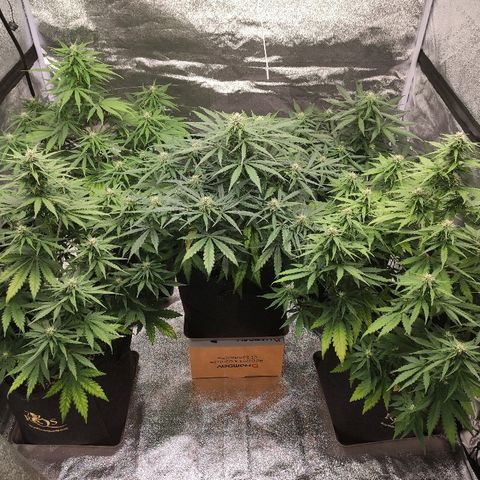 1 growlog timeline photo