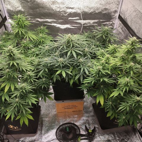 1 growlog timeline photo
