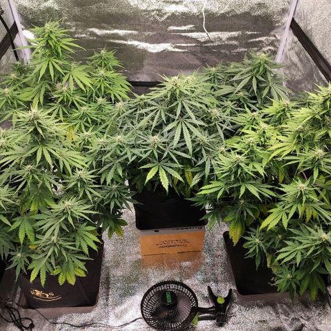 1 growlog timeline photo