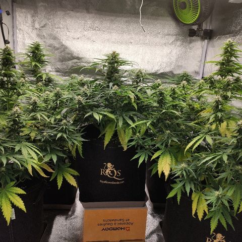1 growlog timeline photo