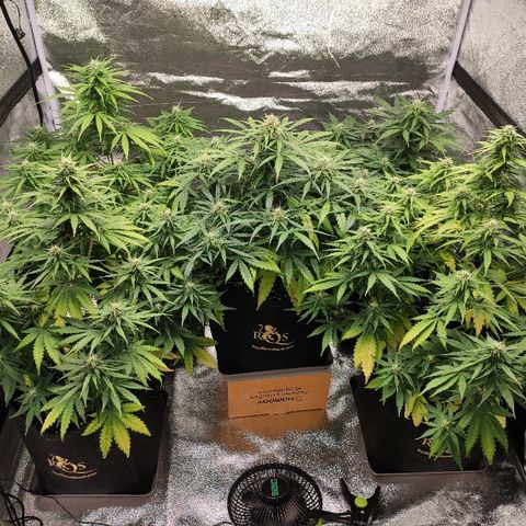 1 growlog timeline photo