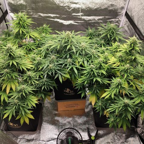 1 growlog timeline photo