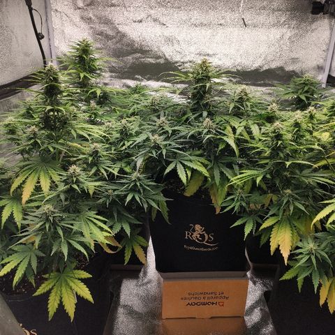 1 growlog timeline photo