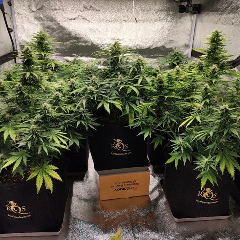 1 growlog timeline photo