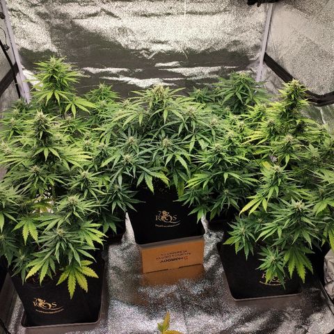 1 growlog timeline photo