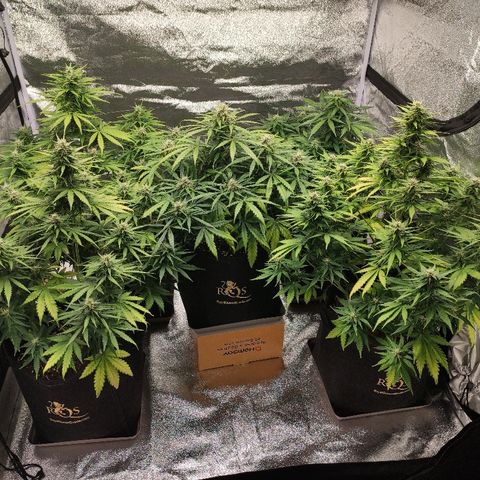 1 growlog timeline photo