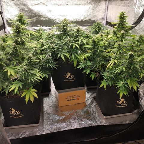 1 growlog timeline photo