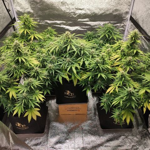 1 growlog timeline photo