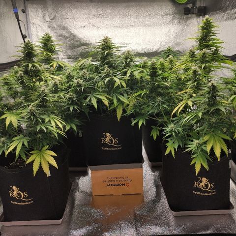 1 growlog timeline photo
