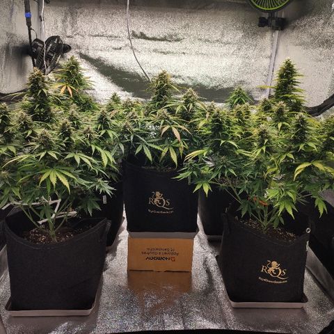 1 growlog timeline photo