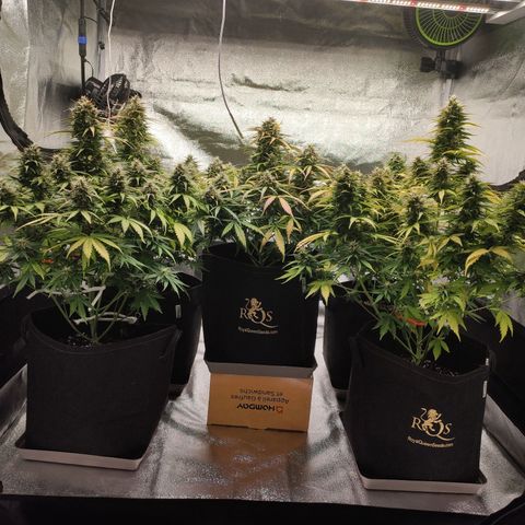 1 growlog timeline photo