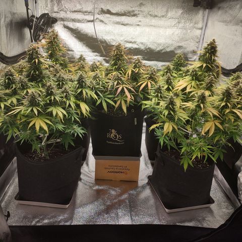 1 growlog timeline photo