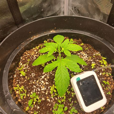 Northern Lights  growlog timeline photo