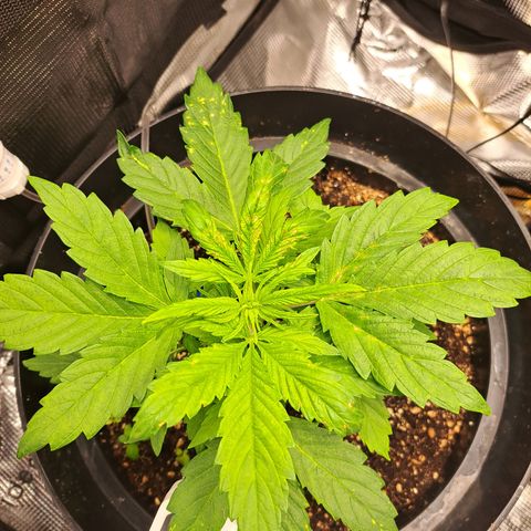 Northern Lights  growlog timeline photo