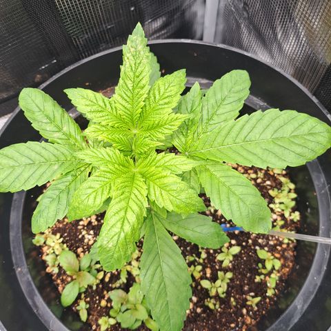 Northern Lights  growlog timeline photo