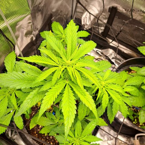 Northern Lights  growlog timeline photo