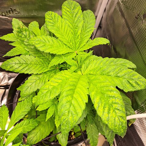 Northern Lights  growlog timeline photo