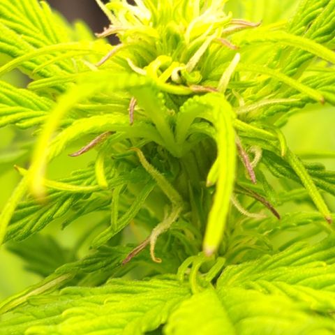 Northern Lights  growlog photo: Pistils forming nicely 