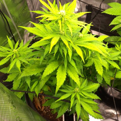 Northern Lights  growlog photo: Nicely into flower