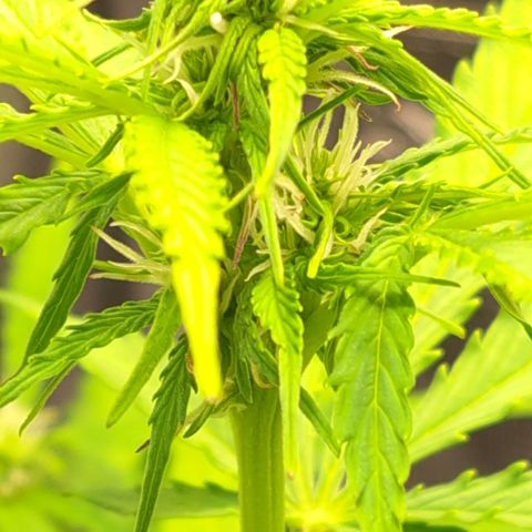 Northern Lights  growlog timeline photo