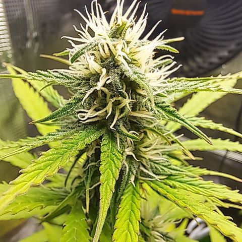 Northern Lights  growlog photo: Buds building 