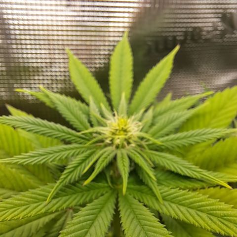Northern Lights  growlog photo: Starting to flower nicely 
