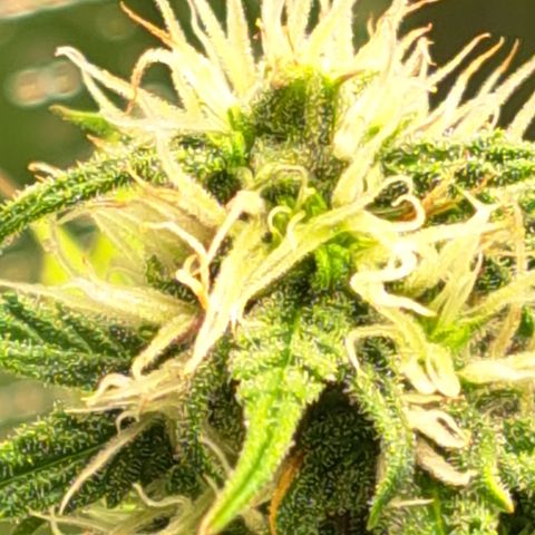 Northern Lights  growlog photo: Better shot of trichomes 