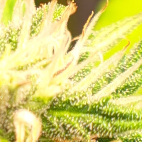 Northern Lights  growlog timeline photo