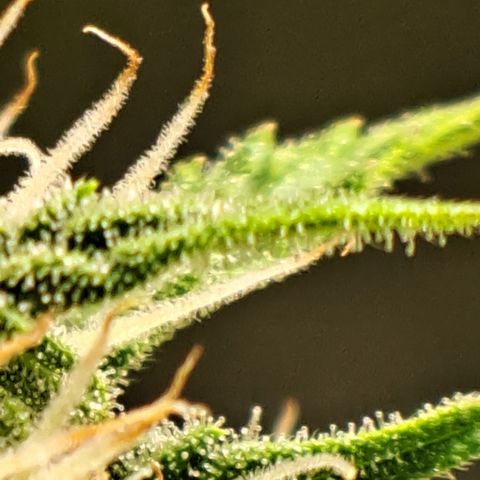 Northern Lights  growlog timeline photo