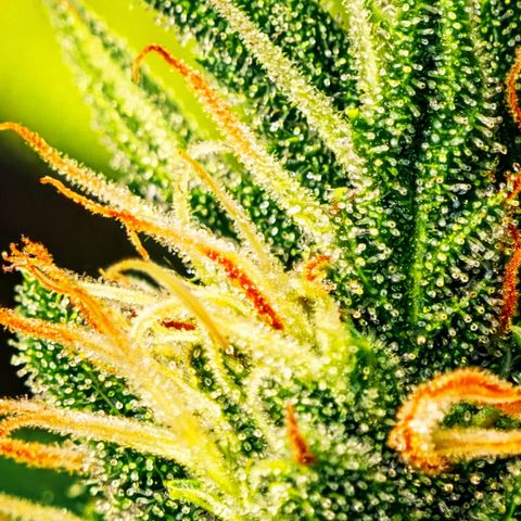 Northern Lights  growlog timeline photo