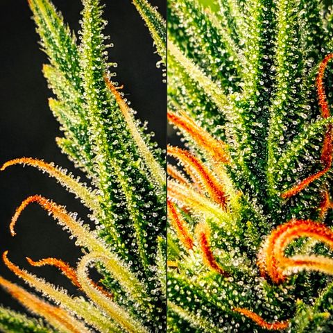 Northern Lights  growlog timeline photo