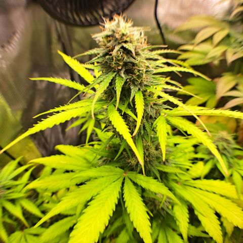Northern Lights  growlog timeline photo