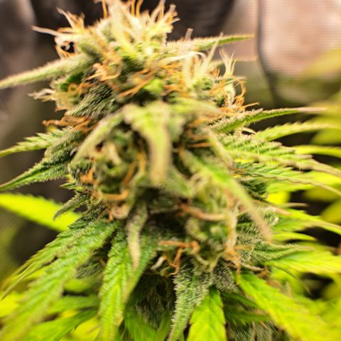 Northern Lights  growlog timeline photo
