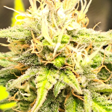 Northern Lights  growlog timeline photo